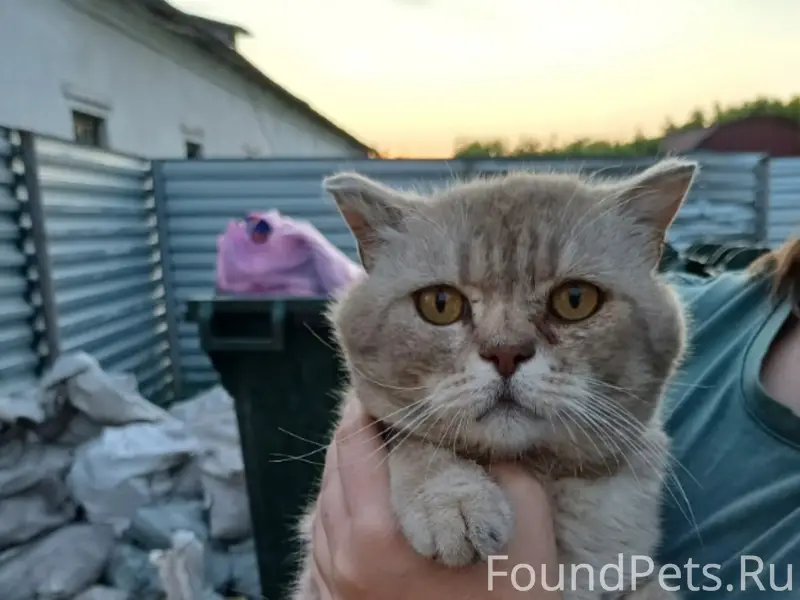 Найден кот, г. Буинск