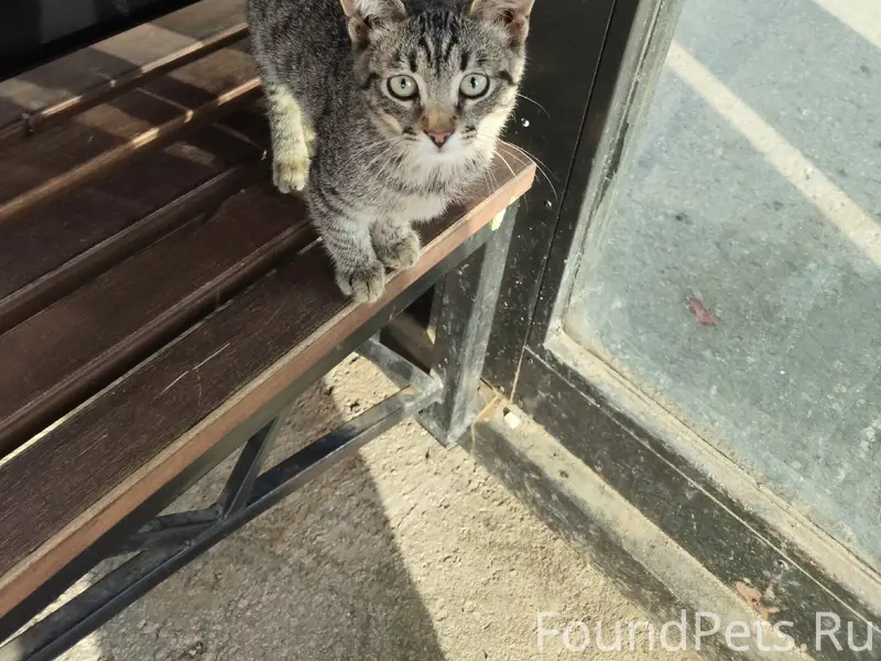 Найден молодой котёнок, мальчик, 2–3 месяца, низ Площади