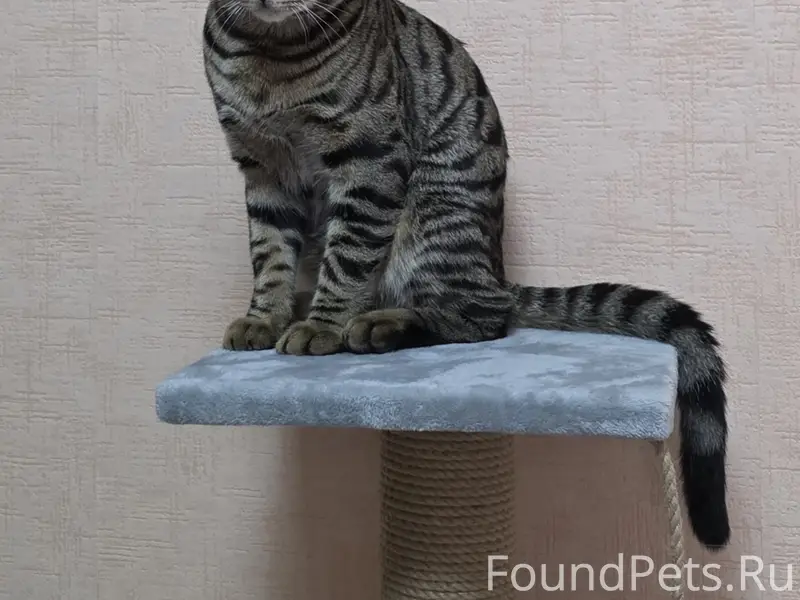 Пропал бенгальский кот Тимоха, улица Калинина