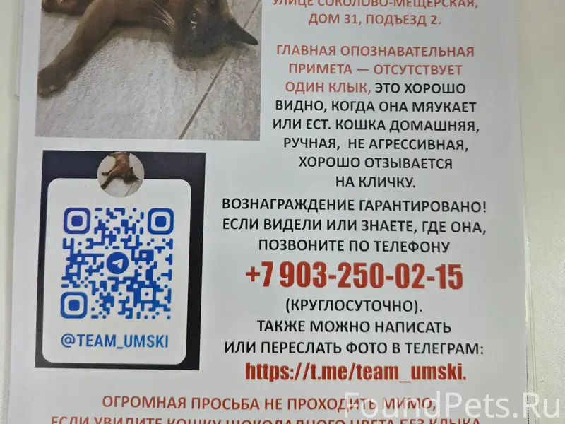 Бурма, 8 лет, коричневого цвета, нет одного клыка