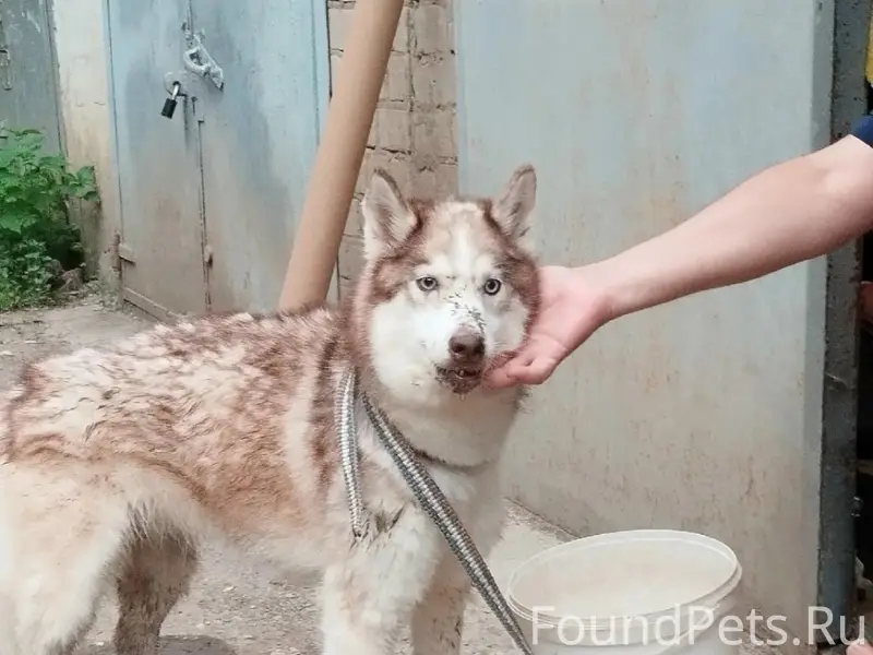 Найдена хаски, Советский район Самары