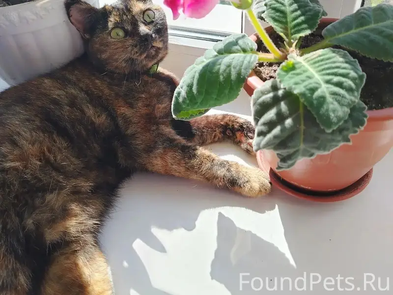 Пропала кошка Стеша