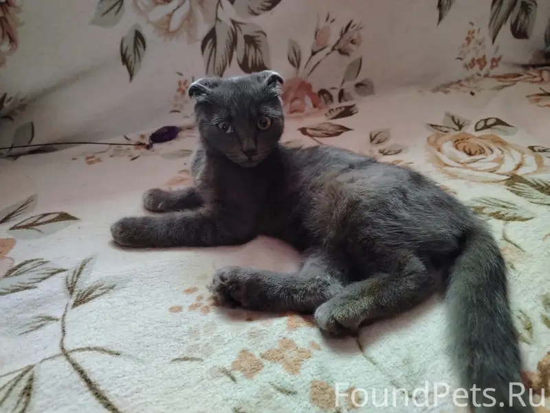 Найден вислоухий котёнок, район Красная Горка