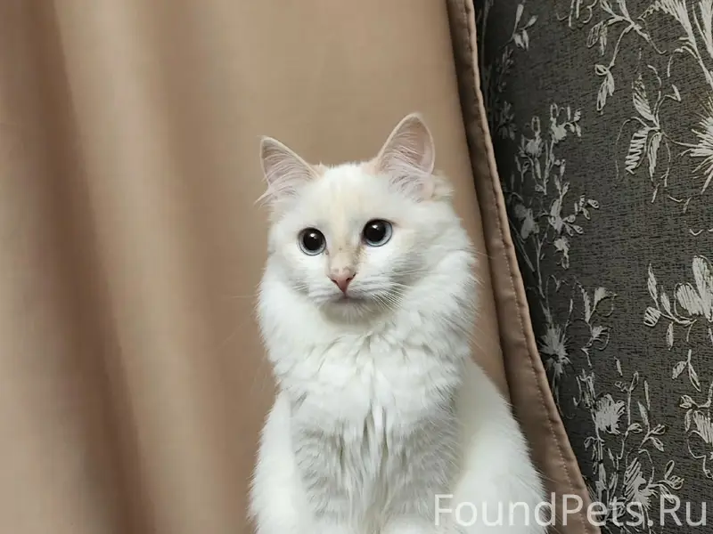 Пропала кошка Белка, Г-1