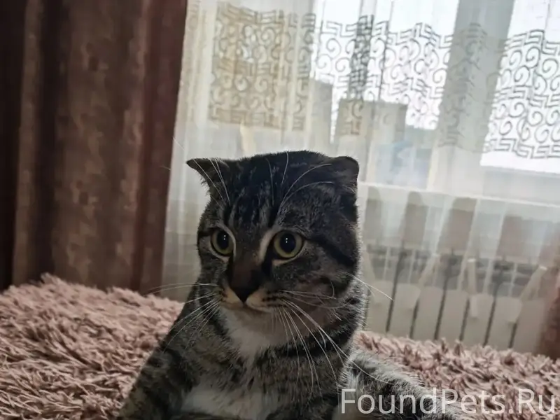 Найден кот, найден на ул. Железноводская