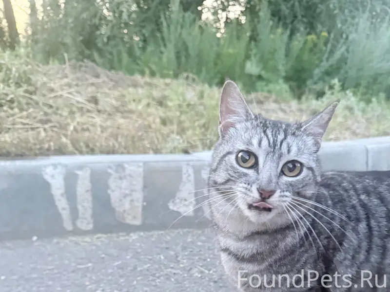 Найдена кошка, ЖК Гранд Парк