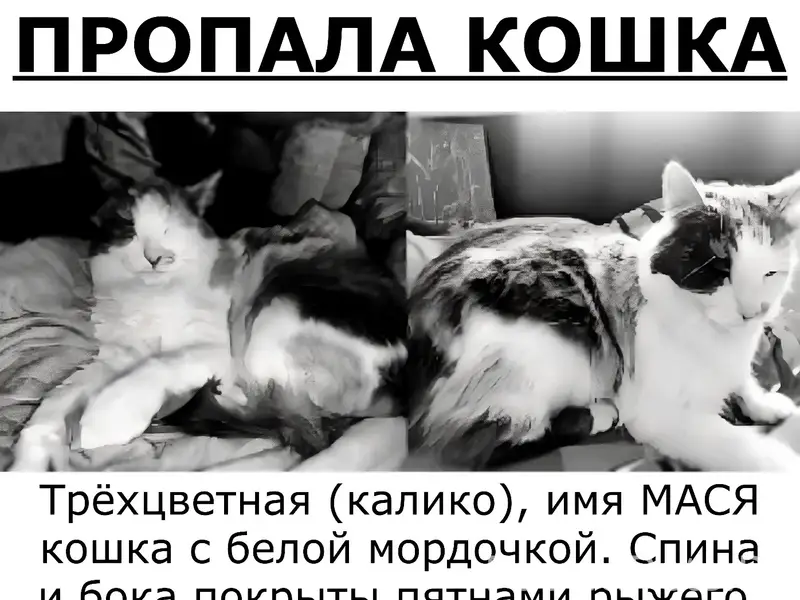 Пропала кошка, Калуга