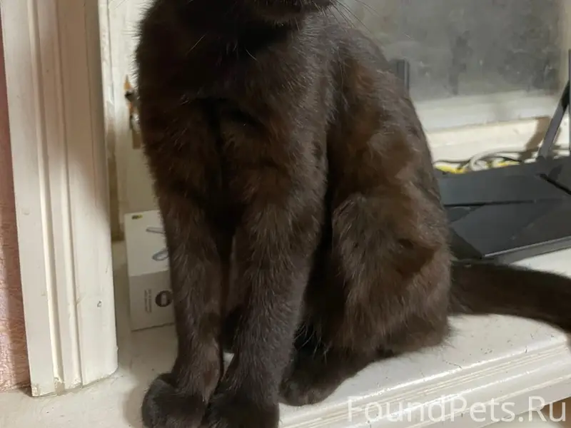Пропала кошка Ника, Стахановский район