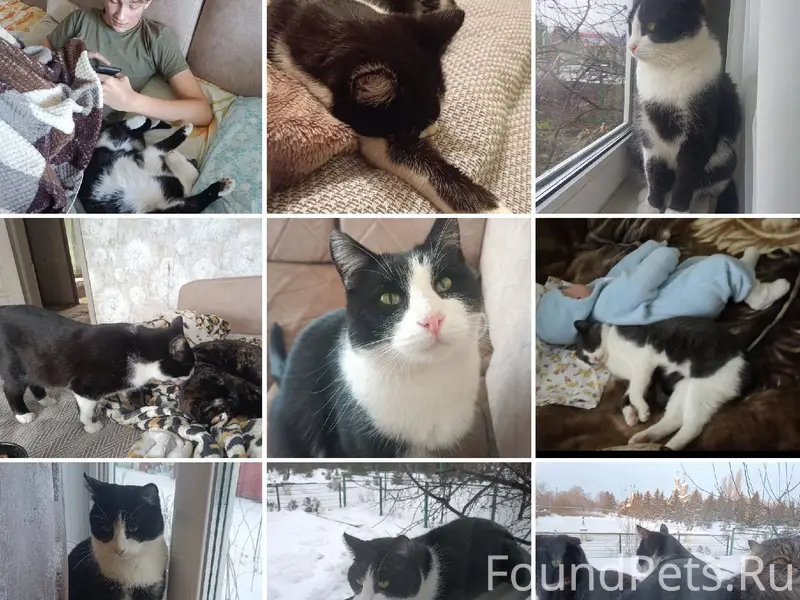 Найдена кошка Тимошка, недалеко от храма