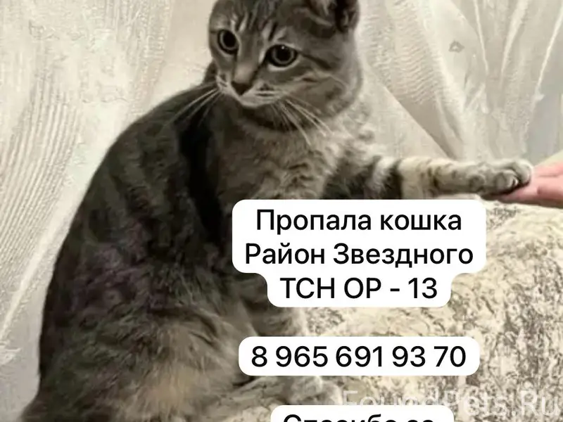 Пропала кошка