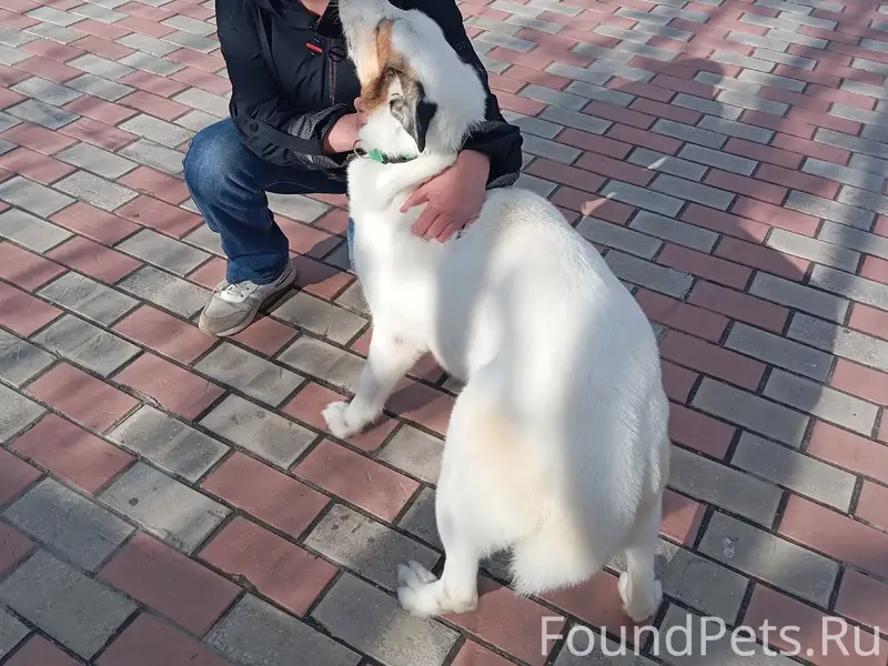 Пропала собака Белка