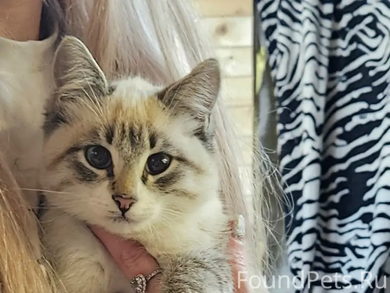 Пропал кот Пепел, д. Задняя