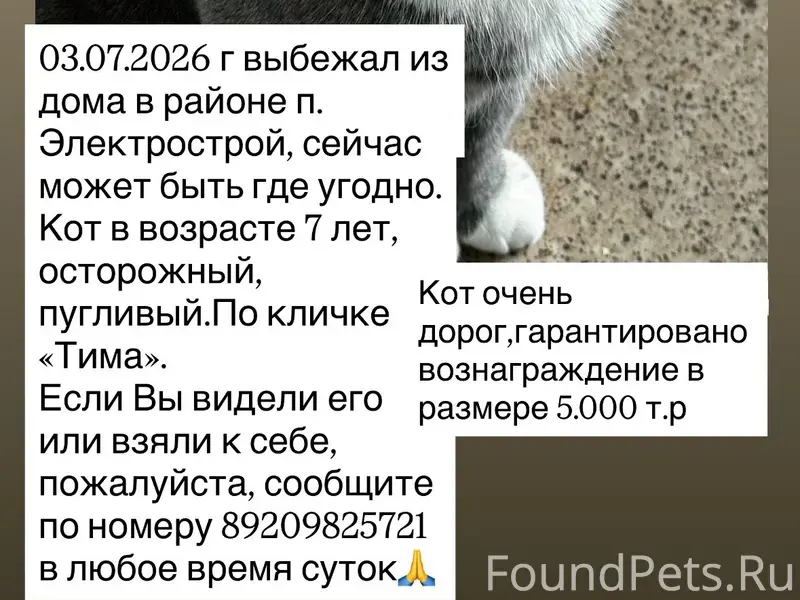 Пропал кот, [место не указано]