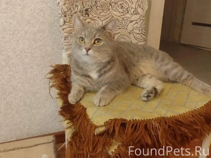 Пропал серый кот Томик, Братьев Касимовых