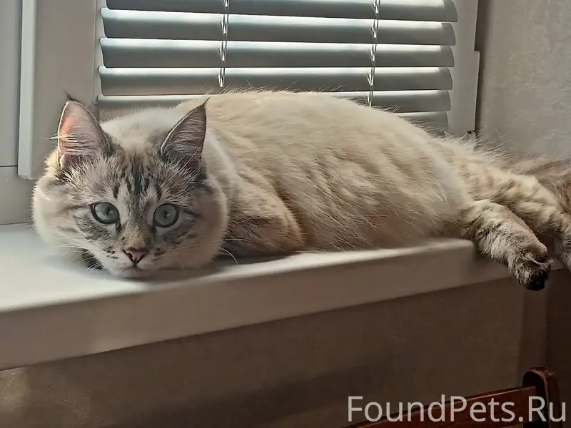 Пропала домашняя кошка, 2-я Слободская