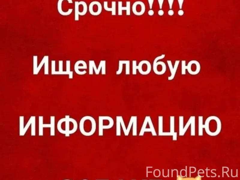 Найденна взрослая собака, Первоуральск