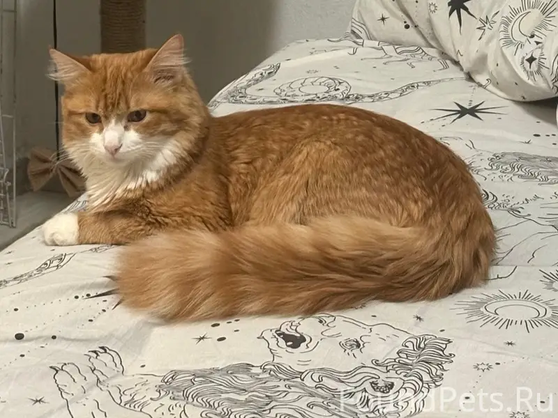Пропал рыжий кот Федя, ул. Тульская, 8А