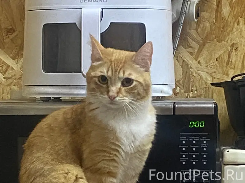 Пропал кот, район Покровской церкви