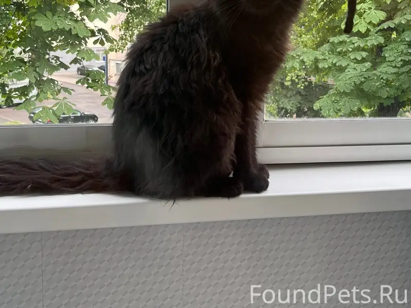Найден кот, переулок Клумова