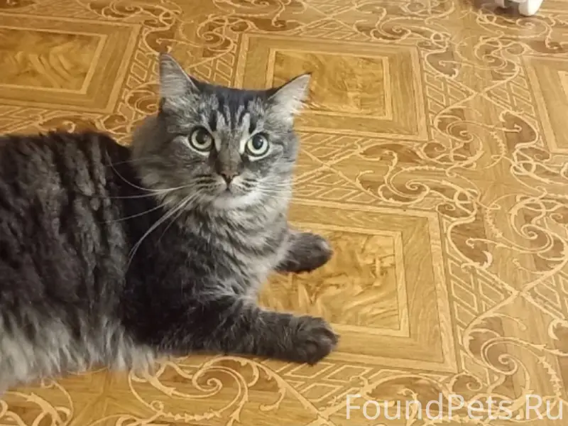 Пропала кошка, Юбилейная 2/42