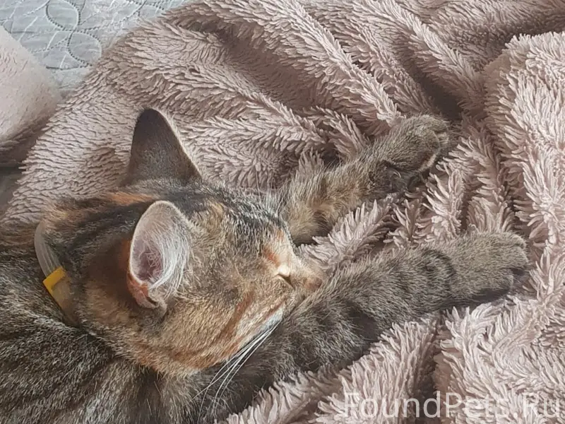 Пропала кошка, район рмз