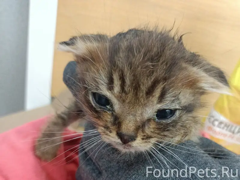 Найден котёнок, Лобня, ул. Центральная