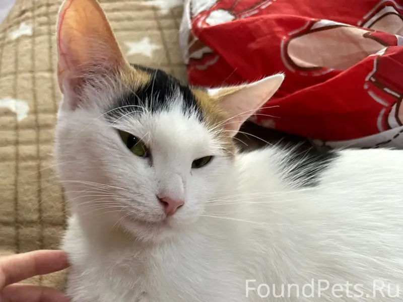 Пропала кошка, Северная улица