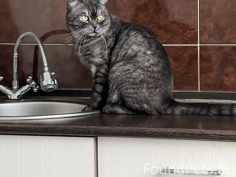 Серый вислоухий