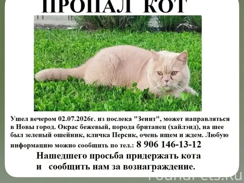 Пропал кот, посёлок Зенит, Заволжье, новый город