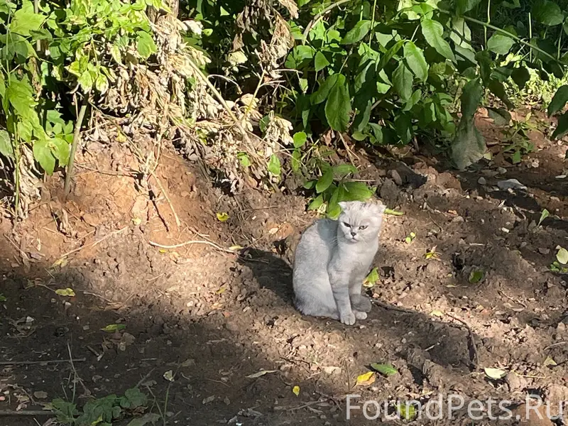 Замечен кот или кошка 