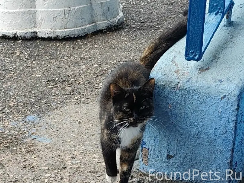 Найдена кошка, Брагино