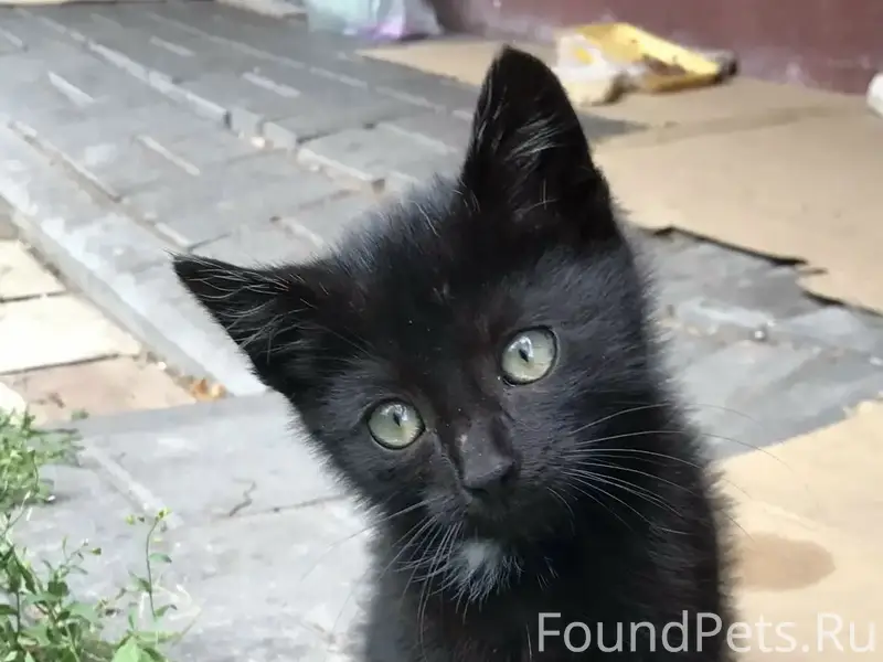 Найден чёрный котёнок, Солнечный бульвар