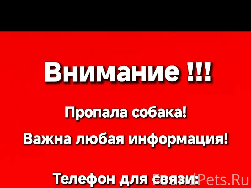 Пропала собака, неизвестное место