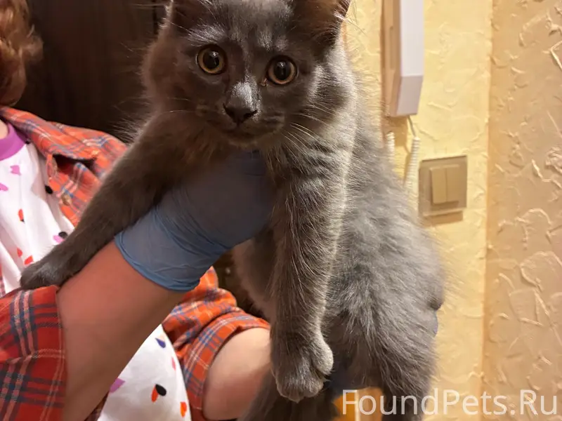 Найден котёнок, Чусовой