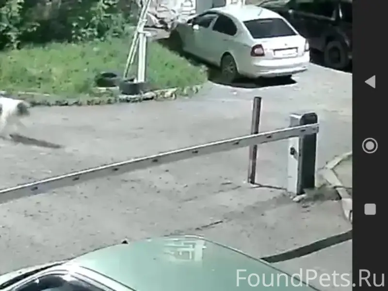 Пропала чёрная собака, район неизвестен