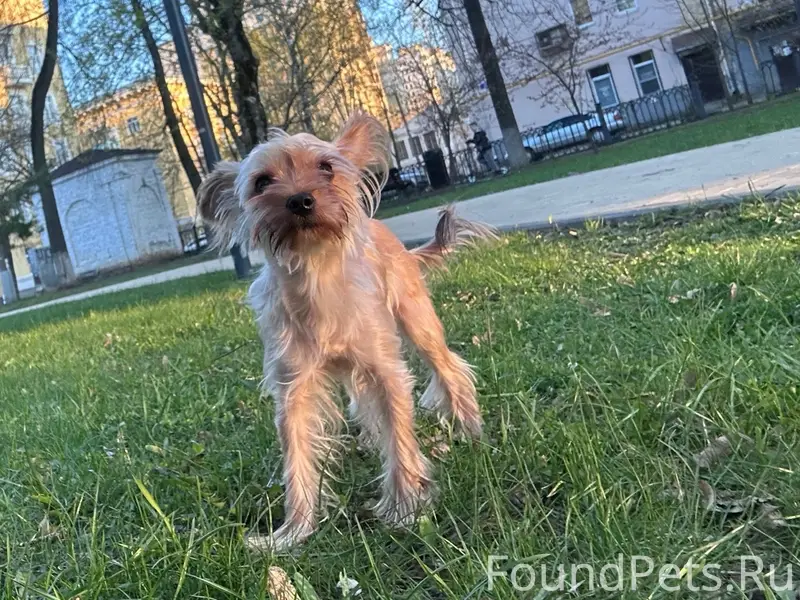 Пропал Арчи, Московский район Нижнего Новгорода