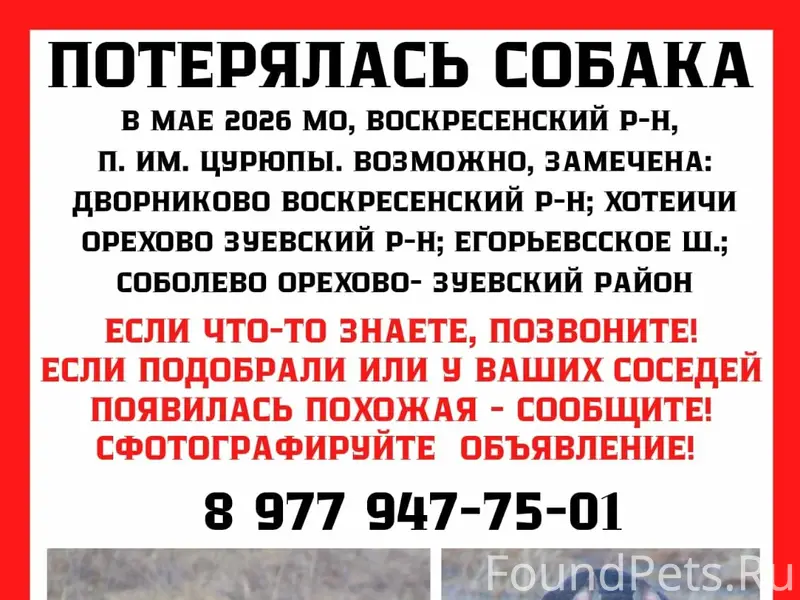 Пропала собака, помогите найти