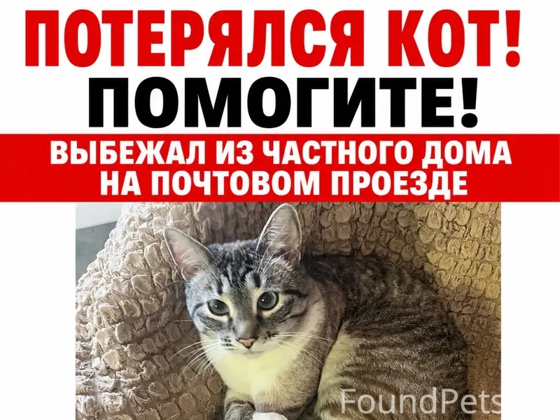 Пропал кот Имбирь, Тольятти