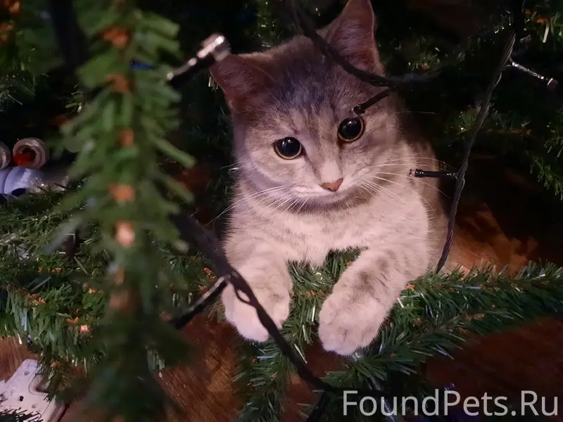 Пропала кошка, район ул. Горького