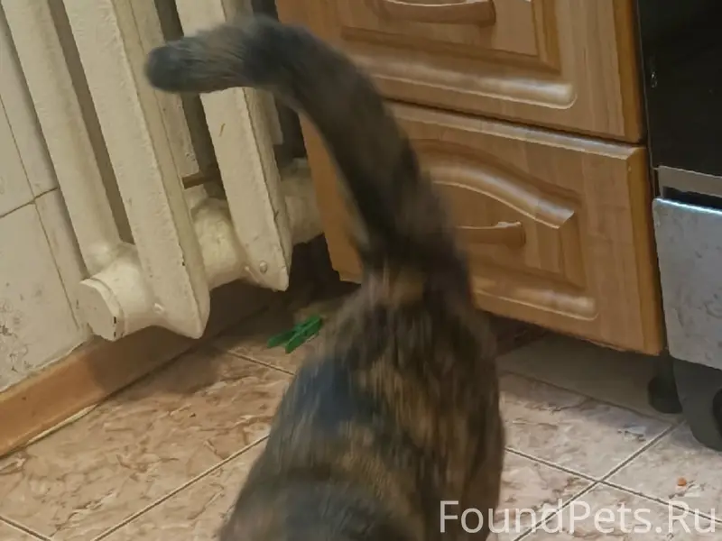 Пропала трёхцветная кошка Джесси, Центральный район