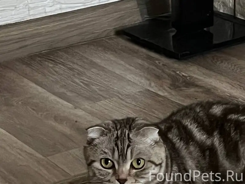 Пропала кошка Боня, улица Покровского