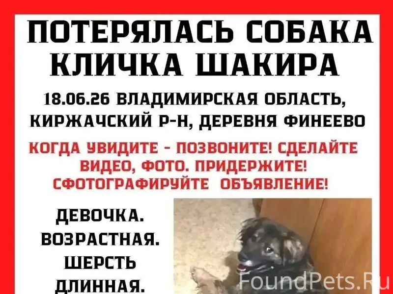Пропала собака Шакира, деревня Фёдоровское