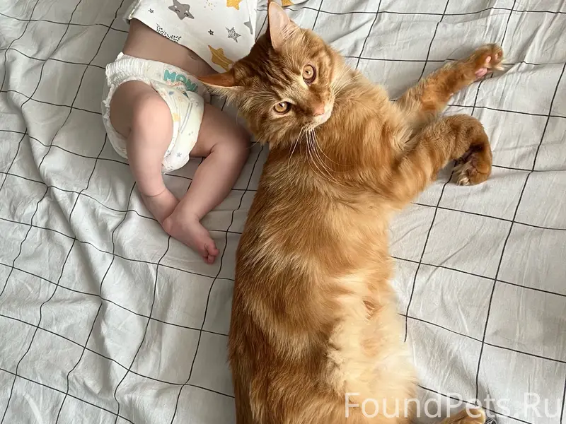 Пропал домашний кот, Тольятти, Свердлова 6