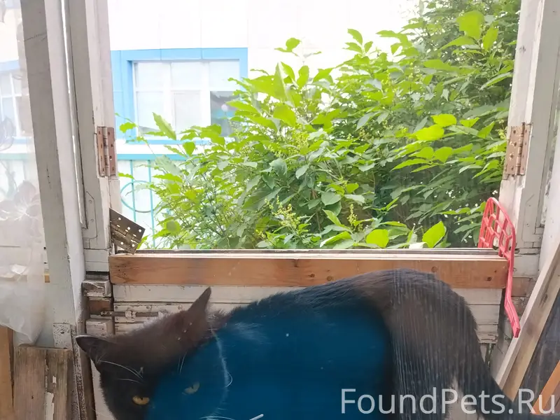 Найден котик