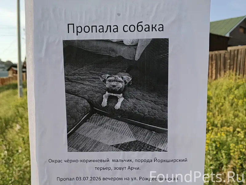 Пропала собака, остановка Зеленхоз