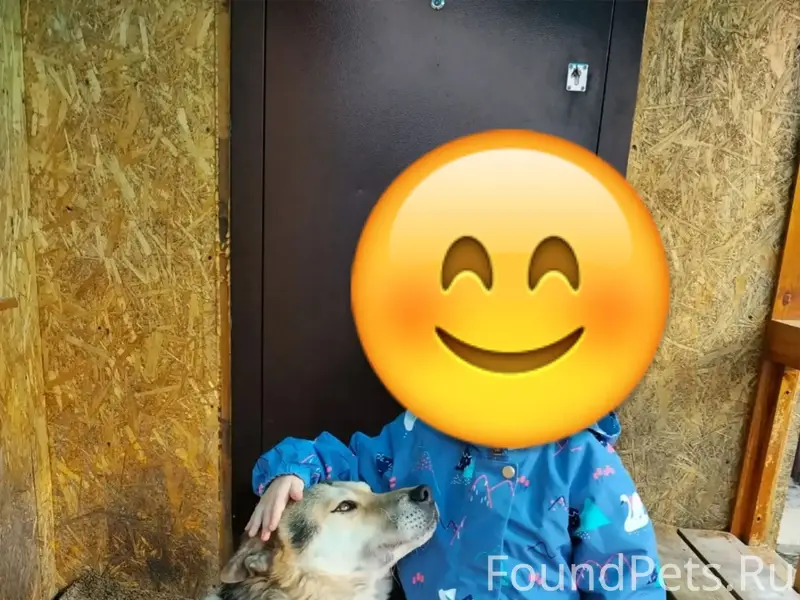 Пропал пёс, нет одной задней лапы, пос. Роза