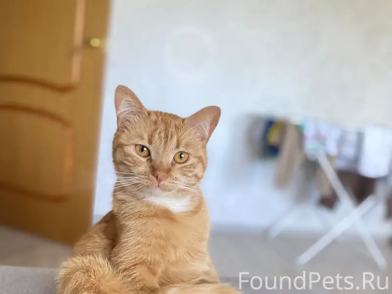 Пропала кошка Мелисса, ул. Сушанская