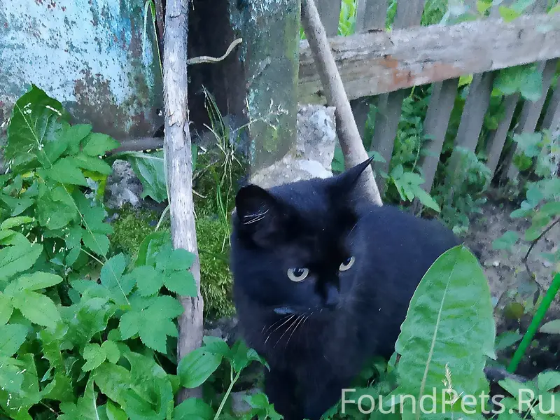Пропала кошка Вакса, район Мелихово, Ржев