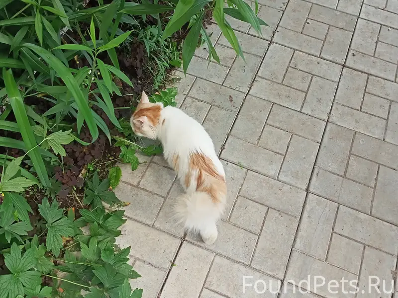 Найдена кошка Мира 47