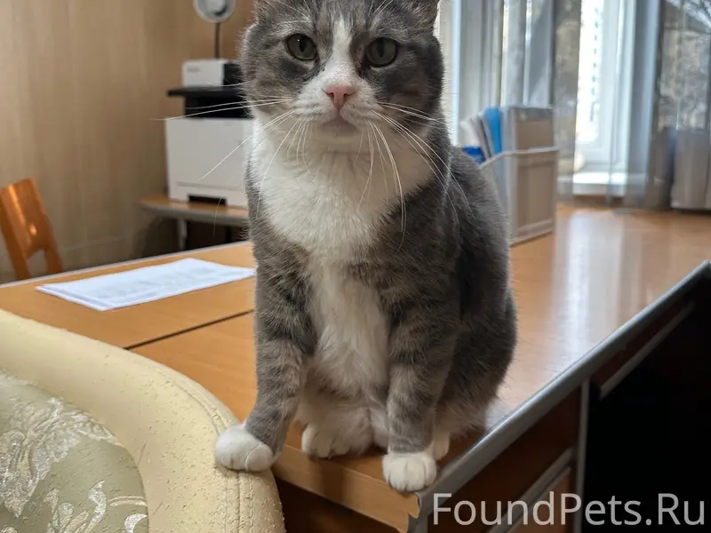Найден кот Том